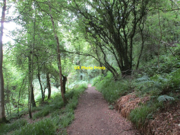 Photo 6"x4" Path in Curraghbinny Wood Crosshaven c2016