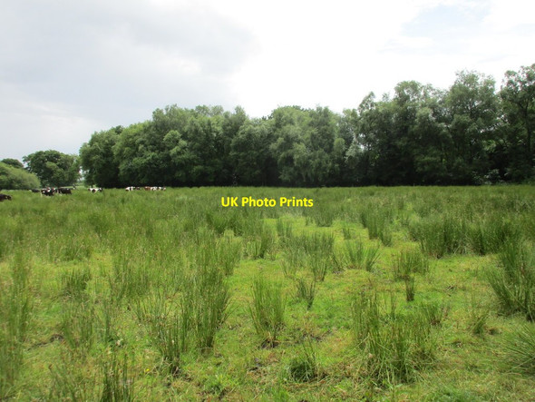 Photo 6"x4" Cattle in wet pasture Errill c2016