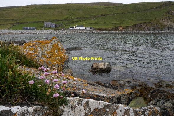 Photo 6"x4" Thrift (Armeria maritima), the Taing, Norwick Kirkaton c2016
