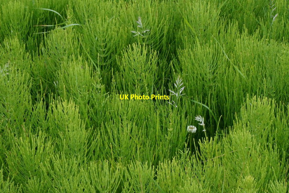 Photo 6"x4" A single clover among horsetails, Skaw Kirkaton c2016