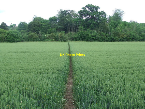 Photo 6"x4" Through The Crop Newport\/TL5233 c2016