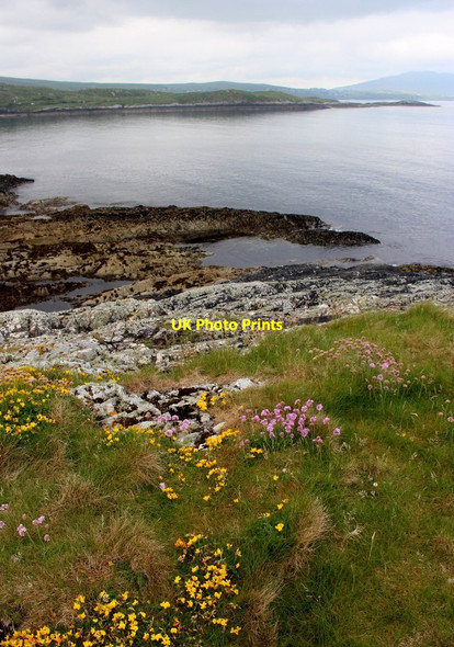 Photo 6"x4" Machair flowers on Illaunmore Glassillaun c2016