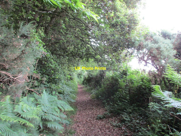Photo 6"x4" Bridleway alongside Haydon Wood Kenn\/SX9285 c2016
