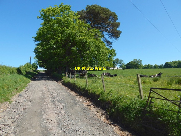 Photo 6"x4" Track to Kilmahew Farm Cardross\/NS3477 c2016