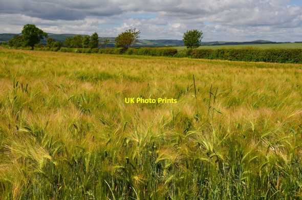 Photo 6"x4" A barley field near Chirnside Chirnside c2016