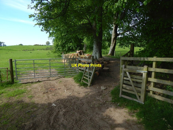 Photo 6"x4" Core path leaving field Kelhurn c2016