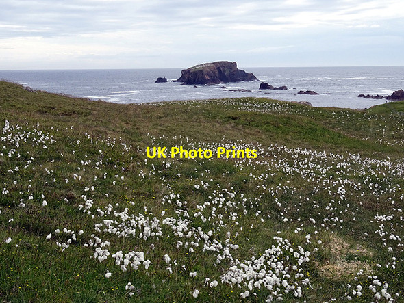 Photo 6"x4" Cottongrass at Sil Wick Silwick c2016