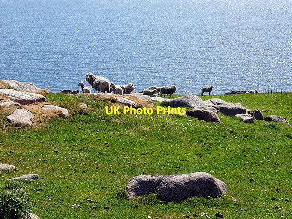Photo 6"x4" Sheep and rocks on Skelda Ness Scarvister c2016