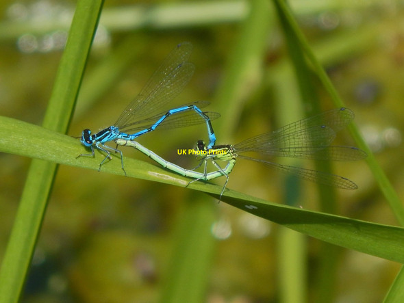 Photo 6"x4" Mating damselflies Alexandria c2016