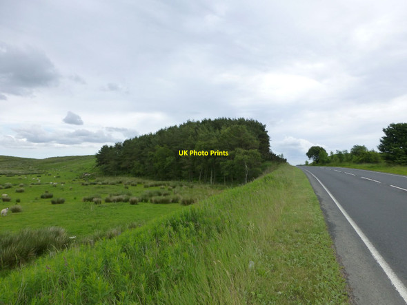 Photo 6"x4" Small wood on Kirkwhelpington Common Knowesgate c2016