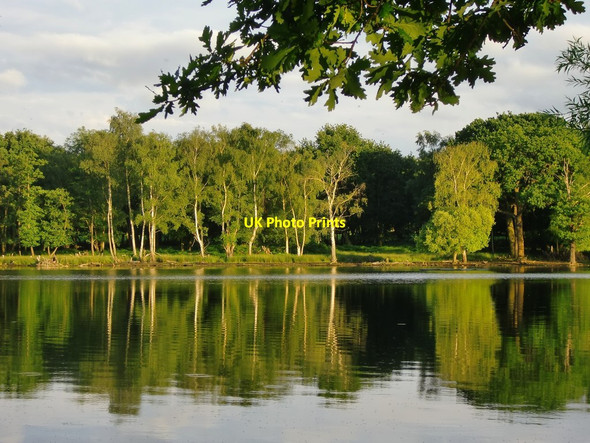 Photo 6"x4" Silver birches by the Upper Pen Pond, June 2016 Kingston Upon Thames c2016