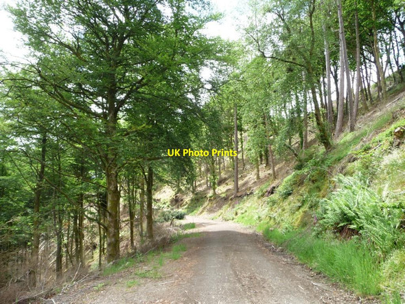 Photo 6"x4" Sunlit track, Wythop Woods Dubwath c2016