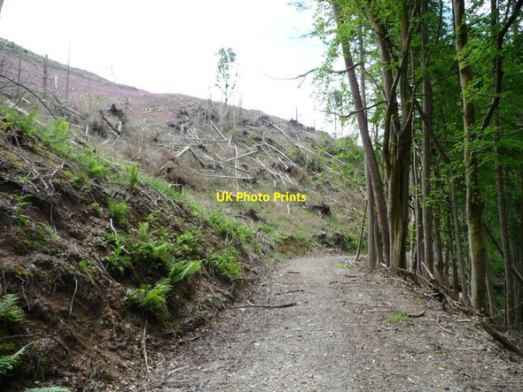 Photo 6"x4" Fallen trees in a felled area, Wythop Woods Dubwath c2016