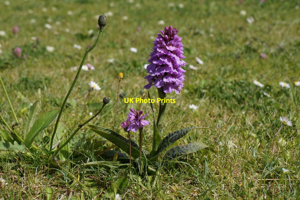 Photo 6"x4" A Dactylorhiza orchid, Baltasound Voesgarth c2016