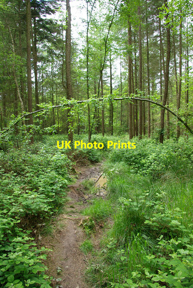 Photo 6"x4" Muddy path in West Wood Lymbridge Green c2007