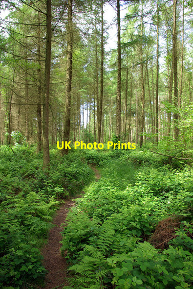 Photo 6"x4" Path in West Wood Lymbridge Green c2007