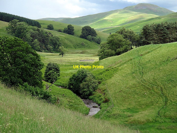 Photo 6"x4" Kale Water Chatto c2016