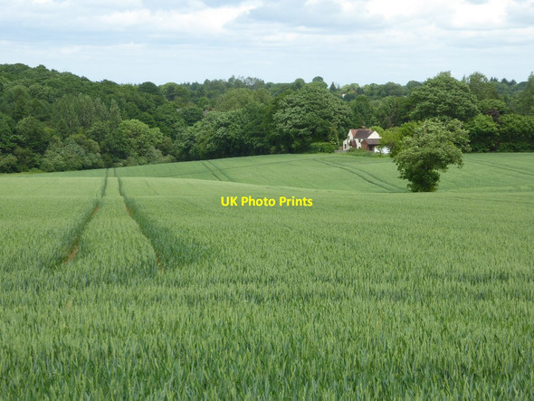 Photo 6"x4" Wheat field beside Pound Lane Pound Bank\/SO7373 c2017