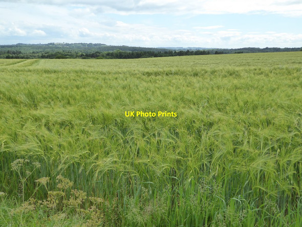 Photo 6"x4" Barley field near Meaton Far Forest c2017