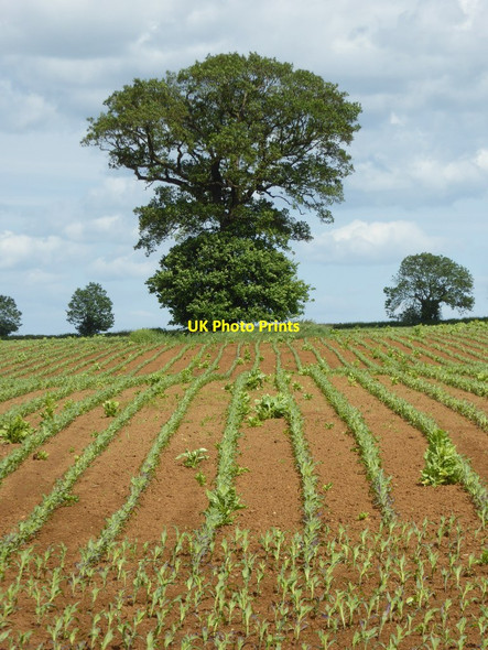 Photo 6"x4" Tree in a maize field Wigginton Heath c2017