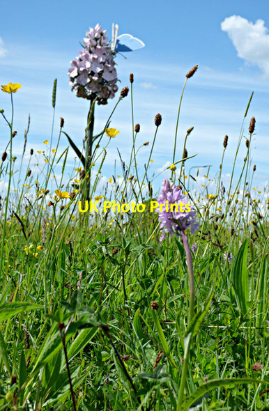 Photo 6"x4" Orchid sculpture at Newton Aycliffe Newton Aycliffe c2017
