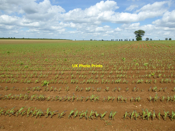 Photo 6"x4" A growing maize crop Wigginton Heath c2017
