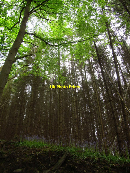 Photo 6"x4" Bluebells and pines Llangollen c2017