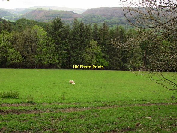 Photo 6"x4" Solitary sheep and lamb Llangollen c2017
