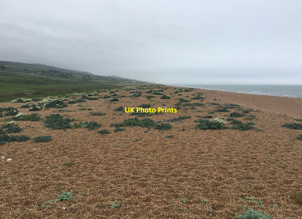 Photo 6"x4" Chesil Beach west of West Bexington Swyre\/SY5288 c2017