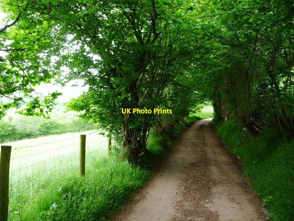Photo 6"x4" A tunnel of trees, west of the Vision Farm Capel-y-ffin c2017