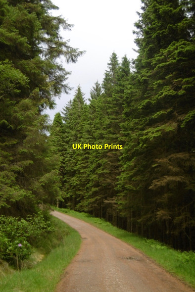 Photo 6"x4" Logging road, Glas-dhoire Mh\u00c3\u00b2r Clunes c2017