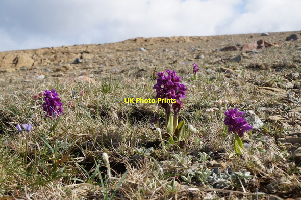 Photo 6"x4" Early Purple Orchids (Orchis mascula), Keen of Hamar Clibberswick c2017
