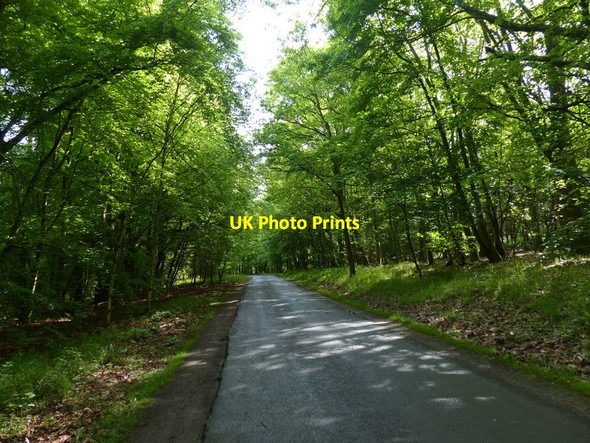 Photo 6"x4" East Ferry Road in the Laughton Woods East Ferry c2017