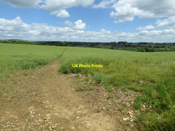 Photo 6"x4" Footpath through an oilseed rape field Westend\/SP3222 c2017