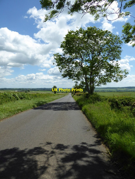 Photo 6"x4" Trees beside Chipping Norton Road Westend\/SP3222 c2017