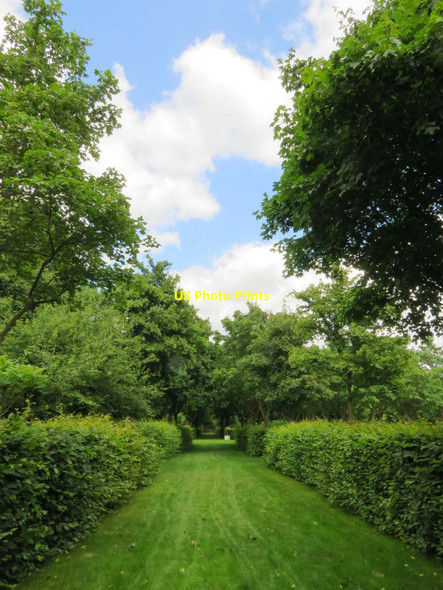 Photo 6"x4" An avenue in the Wilderness Kingston Upon Thames c2017