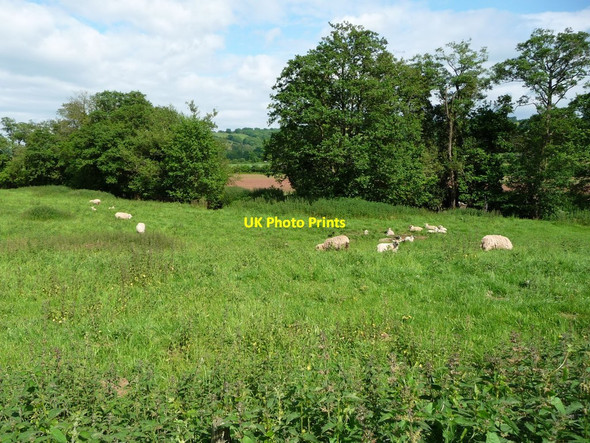 Photo 6"x4" Sheep grazing on the west bank of Afon Honddu Pandy\/SO3322 c2017