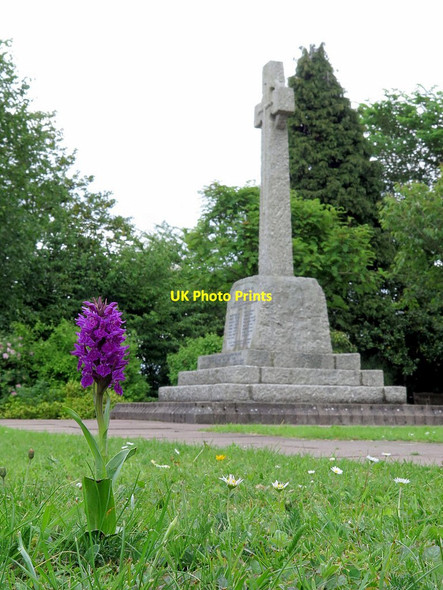 Photo 6"x4" Orchid & War Memorial, Heddon on the Wall Ryton\/NZ1564 c2017