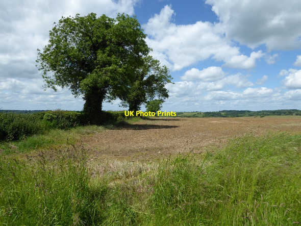 Photo 6"x4" Trees in a hedgerow Over Norton c2017