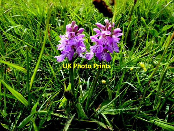 Photo 6"x4" Orchid, St John's Point Killybegs c2017