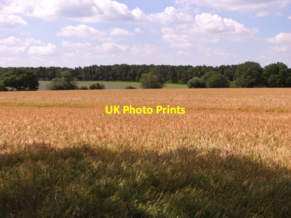 Photo 6"x4" Cropfields north of Rockland St Mary Rockland St Mary c2017