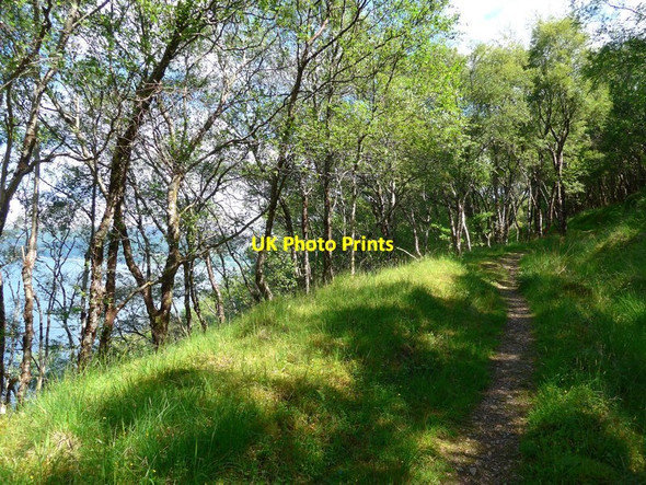 Photo 6"x4" Path through the trees to Ardintoul Galltair c2017