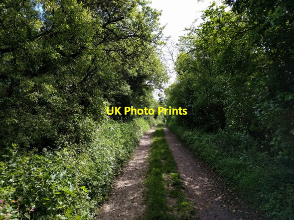 Photo 6"x4" Bridleway from Whiteshard Bottom, heading east Woodsend\/SU2275 c2017