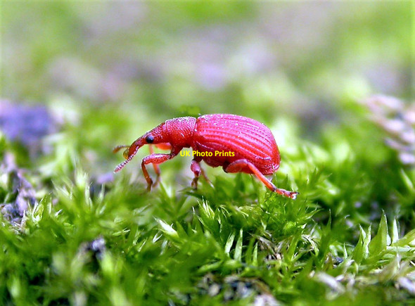 Photo 6"x4" A weevil near Churchland Lane, Sedlescombe Sedlescombe c2003