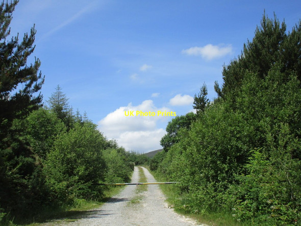 Photo 6"x4" Forest track, Glenafallia Cappoquin c2017
