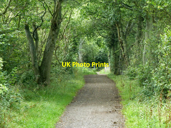 Photo 6"x4" Bridleway towards Abbot's Wood Caneheath c2011