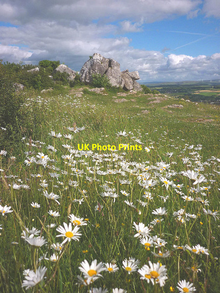 Photo 6"x4" Ox-eye daisies on Warton Crag Carnforth c2017