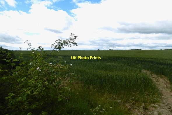 Photo 6"x4" Wheat, Moneydie Moneydie c2017