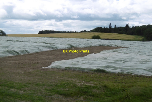 Photo 6"x4" Crops under netting Moneydie c2017