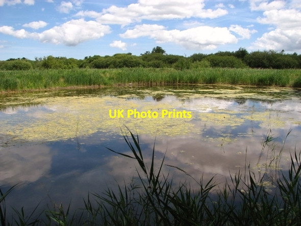 Photo 6"x4" Pond in Wheatfen Broad nature reserve Rockland St Mary c2017